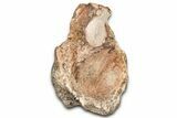 Fossil Plesiosaur Sacral Vertebra - Asfla, Morocco #328645-1